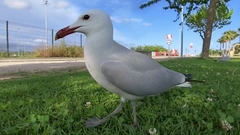 Ichthyaetus audouinii