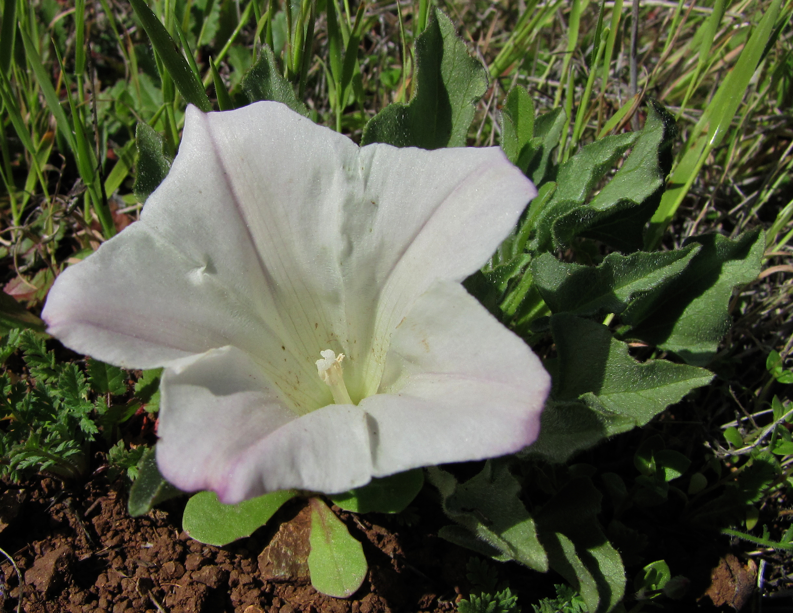 Calystegia collina
