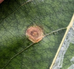 Alternaria solani