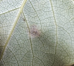 Alternaria solani