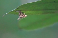 Perisyntrocha anialis