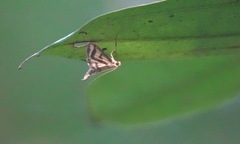 Perisyntrocha anialis