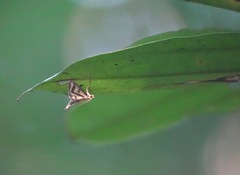 Perisyntrocha anialis