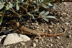 Trapelus flavimaculatus