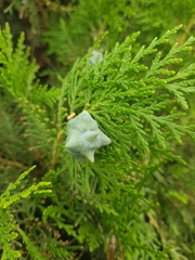 Platycladus orientalis