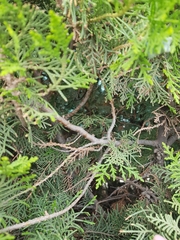Platycladus orientalis