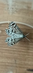 Schistostege decussata