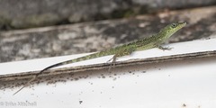 Anolis roquet salinei