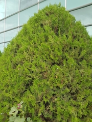 Platycladus orientalis