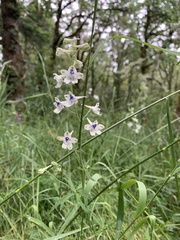 Delphinium leucophaeum