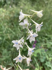 Delphinium leucophaeum