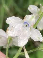 Delphinium leucophaeum