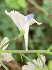 Delphinium leucophaeum