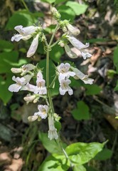 Penstemon canescens