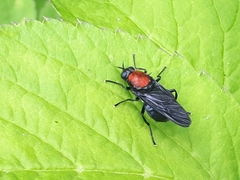 Clitellaria ephippium