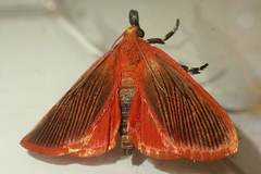 Arctioblepsis rubida