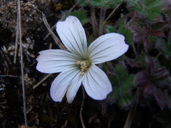 Geranium sibbaldioides