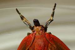 Arctioblepsis rubida