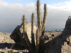 Eulychnia taltalensis