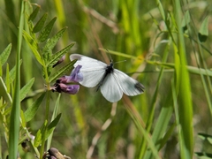 Leptidea juvernica