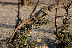Trapelus flavimaculatus