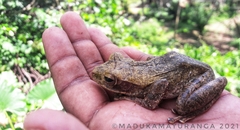 Polypedates cruciger