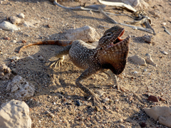 Trapelus flavimaculatus