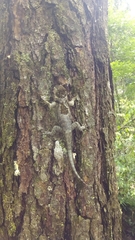 Sceloporus melanorhinus