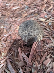 Strobilomyces strobilaceus image