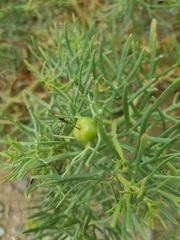 Peganum harmala