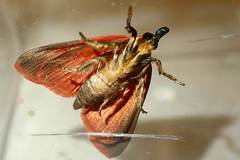 Arctioblepsis rubida