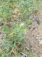 Peganum harmala