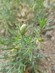 Peganum harmala