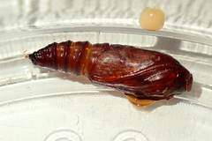 Arctioblepsis rubida