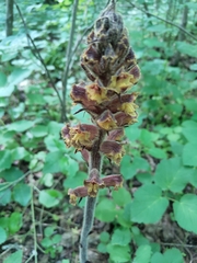 Orobanche laxissima