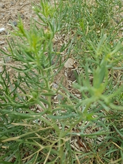 Peganum harmala