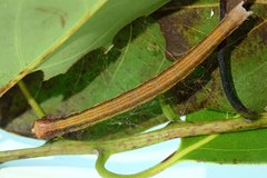 Arctioblepsis rubida