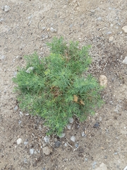 Peganum harmala