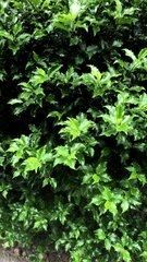 Osmanthus heterophyllus
