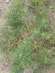 Peganum harmala