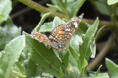 Phyciodes pallescens