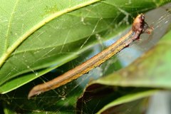 Arctioblepsis rubida