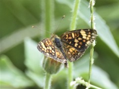 Phyciodes pallescens