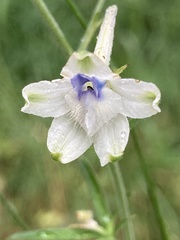 Delphinium leucophaeum