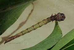 Arctioblepsis rubida