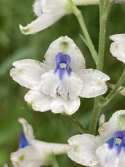 Delphinium leucophaeum