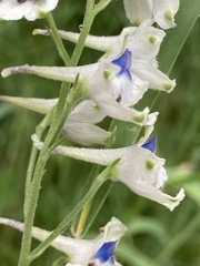 Delphinium leucophaeum