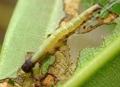 Arctioblepsis rubida