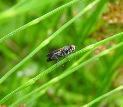 Eudioctria sackeni