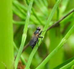Eudioctria sackeni